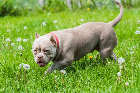 A pocket Lilac color American Bully puppy dog walking on green grass. Medium sized dog with a compact bulky muscular bodyの写真素材
