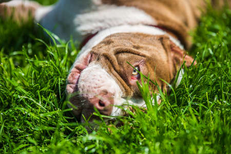 Chocolate brown color American Bully puppy dog is on green grass. Medium sized dog with a compact bulky muscular bodyの写真素材