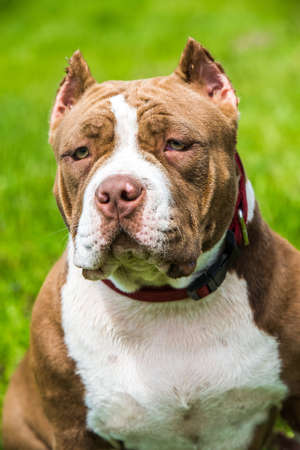 Chocolate brown color American Bully puppy dog is on green grass. Medium sized dog with a compact bulky muscular bodyの写真素材