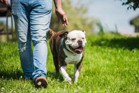 Brindle coat male American Bulldog dog in move on grass with owner.の写真素材