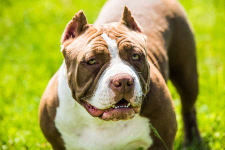 Chocolate brown color American Bully dog is on green grass. Medium sized dog with a compact bulky muscular bodyの写真素材