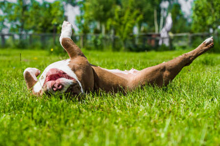 Chocolate brown color American Bully dog is lying on green grass. Medium sized dog with a muscular bodyの写真素材
