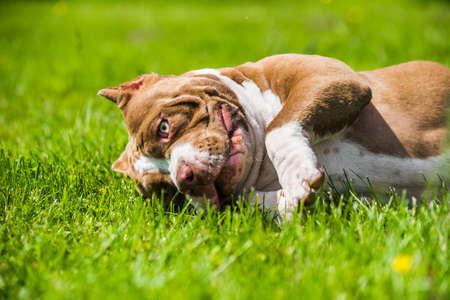 Chocolate brown color American Bully dog is lying on green grass. Medium sized dog with a muscular bodyの写真素材