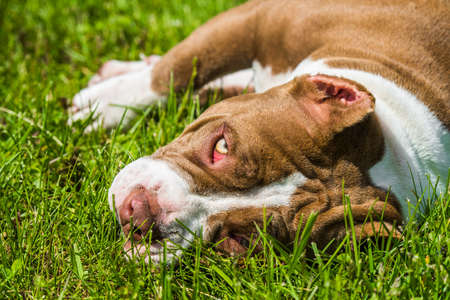 Chocolate brown color American Bully dog is lying on green grass. Medium sized dog with a muscular bodyの写真素材