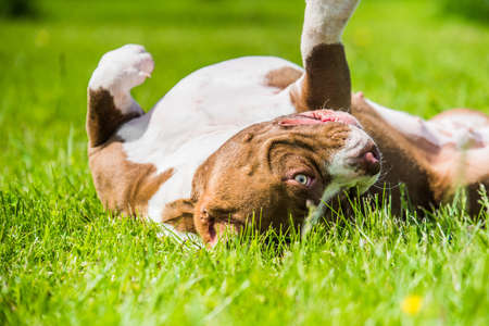 Chocolate brown color American Bully dog is lying on green grass. Medium sized dog with a muscular bodyの写真素材