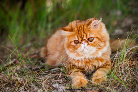 Funny Young cute Red Persian cat with big orange round eyes is walking in forest grass.の写真素材