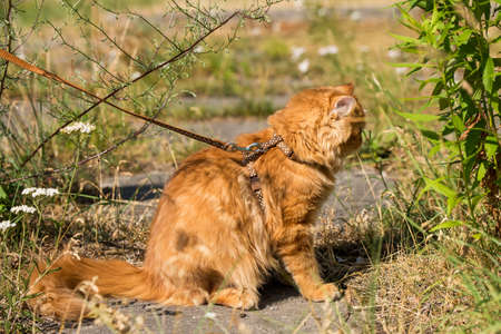 Funny Young cute Red Persian cat Portrait with big orange round eyes and long mustache with a leash walking in the yard.の写真素材