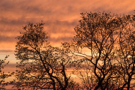 Dramatic sunset pink orange red sky with clouds, bright soft sunrise horizontal background texture with treesの写真素材