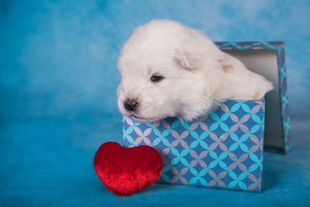 White fluffy small Samoyed puppy dog in a gift box in front of blue backgroundの写真素材