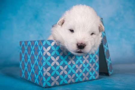 White fluffy small Samoyed puppy dog in a gift box in front of blue backgroundの写真素材