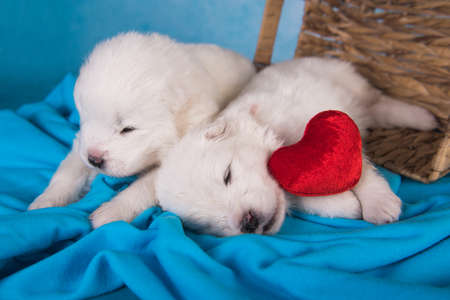 Two small one month old cute white Samoyed puppies dogs with red heart.の写真素材