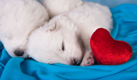Two small one month old cute white Samoyed puppies dogs with red heart.の写真素材