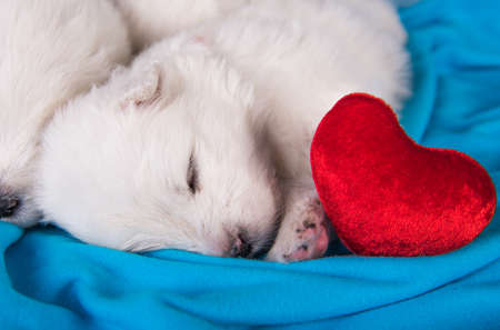 White fluffy small Samoyed puppy dog is lying on blue background with red heartの写真素材