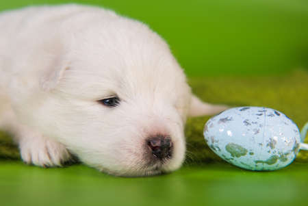 White fluffy small Samoyed puppy dog with eggs on Easter green backgroundの写真素材