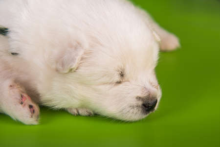 White fluffy small Samoyed puppy dog on green backgroundの写真素材