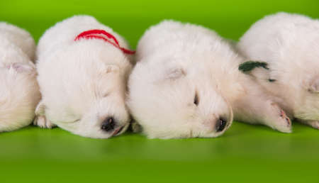 Two small one month old cute white Samoyed puppies dogs on green background.の写真素材