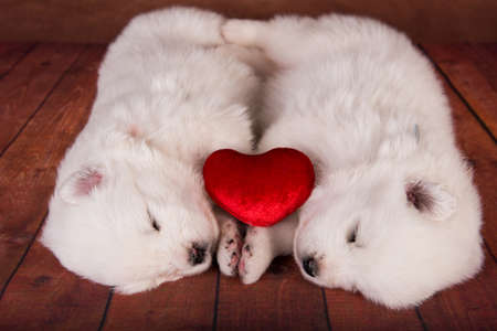 Two small one month old cute white Samoyed puppies dogs with red heart on wooden background.の写真素材