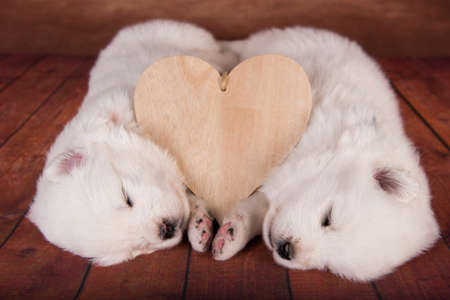 Two small one month old cute white Samoyed puppies dogs with heart on wooden background.の写真素材