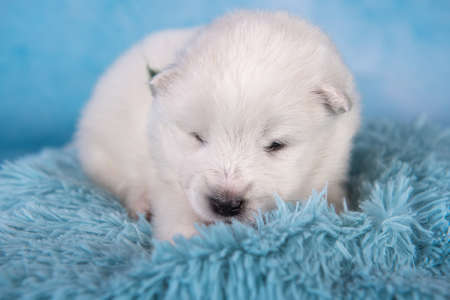 White fluffy small Samoyed puppy dog is sitting on blue backgroundの写真素材