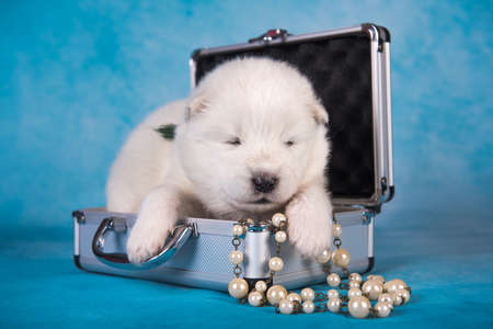 White fluffy small Samoyed puppy dog in a small suitcase in front of blue backgroundの写真素材
