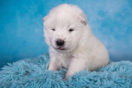 White fluffy small Samoyed puppy dog is sitting on blueの写真素材