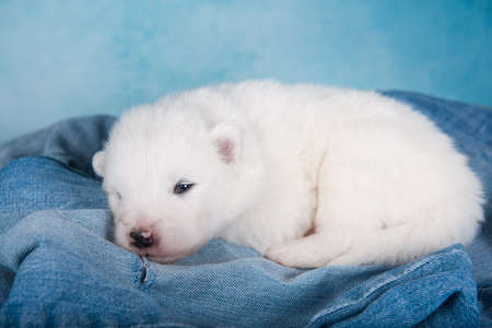 White fluffy small Samoyed puppy dog on blue jeans backgroundの写真素材
