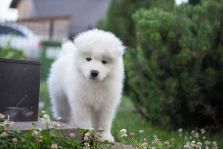 Funny Samoyed puppy in the garden on the green grassの写真素材