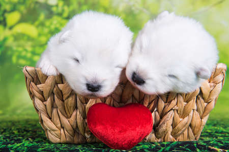 Two White small Samoyed puppies dogs two weeks age in the basket on green grass background with red heartの写真素材