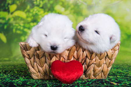 Two White small Samoyed puppies dogs two weeks age in the basket on green grass background with red heartの写真素材