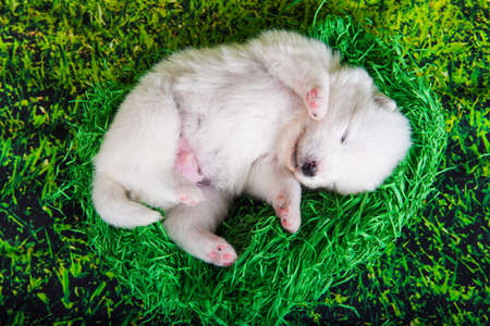 White fluffy small Samoyed puppy dog two weeks age on green grass backgroundの写真素材