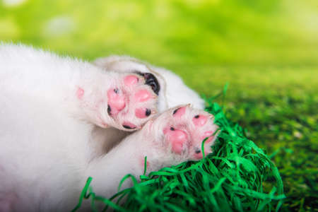 White small Samoyed puppy paws on green grass background.の写真素材