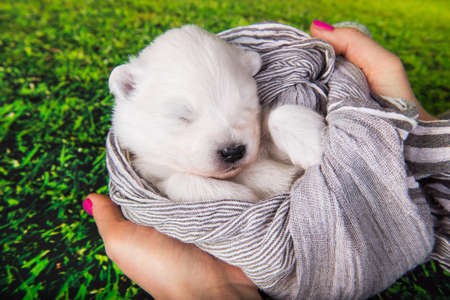 White fluffy small Samoyed puppy dog two weeks age is in a scarf in hands on green grass backgroundの写真素材