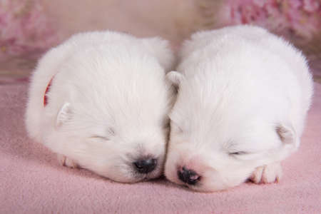 Two small two weeks age cute white Samoyed puppies dogs are sleeping on pink backgroundの写真素材