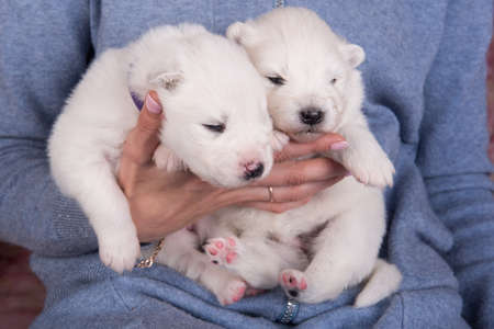 Two small two weeks age cute white Samoyed puppies dogs are sleeping on owner hands.の写真素材