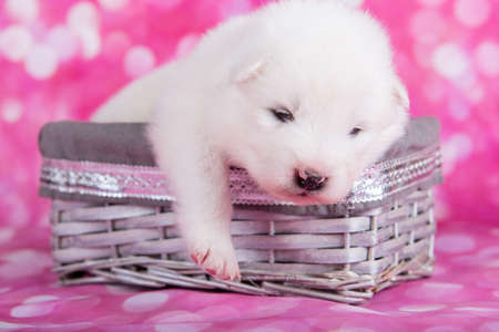 White fluffy small Samoyed puppy dog is sleeping in a Christmas basket in front of pink backgroundの写真素材