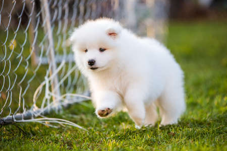 Adorable samoyed puppy running in motion on the lawnの写真素材