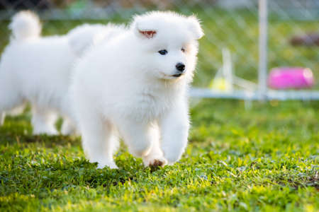 Adorable samoyed puppy running in motion on the lawnの写真素材