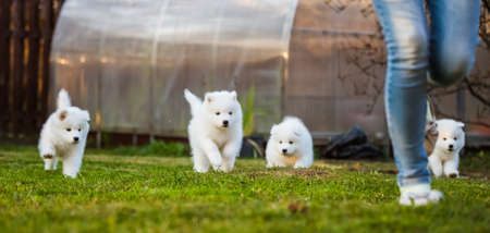 Funny fluffy white Samoyed puppies dogs are playing.の写真素材