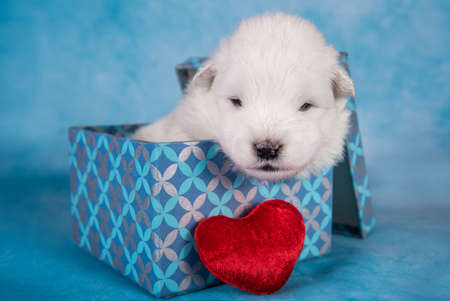 White fluffy small Samoyed puppy dog in a gift box in front of blue backgroundの写真素材