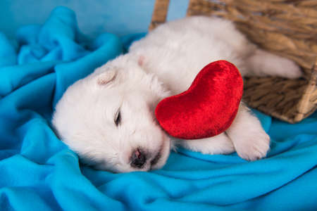 White fluffy small Samoyed puppy dog is lying on blue background with red heartの写真素材