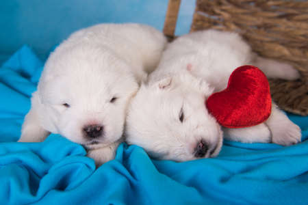 Two White fluffy small Samoyed puppies dogs are lying on blue background with red heartの写真素材