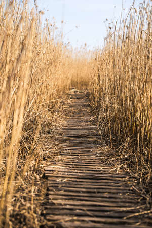 Wooden path among the reeds background on the lake in Latviaの写真素材