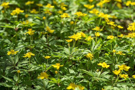 Spring Chistyak. Glade of yellow flowers of spring Chistyak in the forest or park.の写真素材