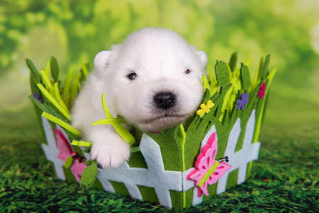 White fluffy small Samoyed puppy dog two weeks age in Easter basket on green grass backgroundの写真素材