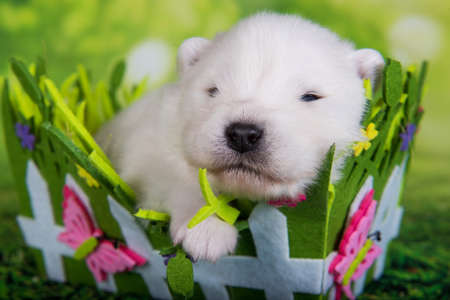 White fluffy small Samoyed puppy dog two weeks age in Easter basket on green grass backgroundの写真素材