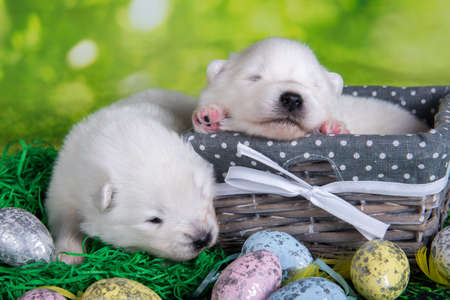 Two White fluffy small Samoyed puppies dogs two weeks age in Easter basket with eggs on green grass backgroundの写真素材