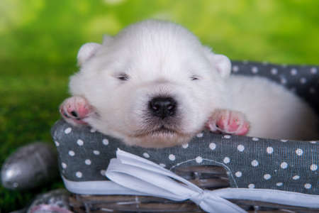 White fluffy small Samoyed puppy dog two weeks age in Easter basket with eggs on green grass backgroundの写真素材