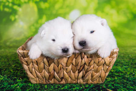 Two White small Samoyed puppies dogs two weeks age in Easter basket on green grass backgroundの写真素材