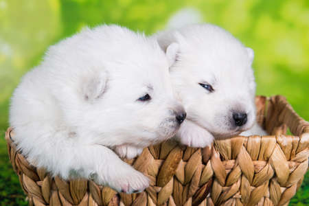 Two White small Samoyed puppies dogs two weeks age in Easter basket on green grass backgroundの写真素材