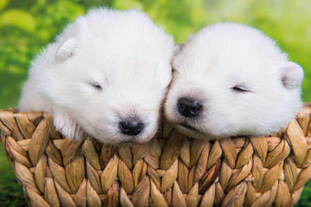 Two White small Samoyed puppies dogs two weeks age in Easter basket on green grass backgroundの写真素材